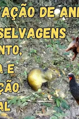 Câmera de Trilha Adventure com Visão Noturna Infravermelha Sensor PIR IP66 Full HD - Jefe's Imports